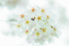 「蕊」と「萼」があっての「桜」