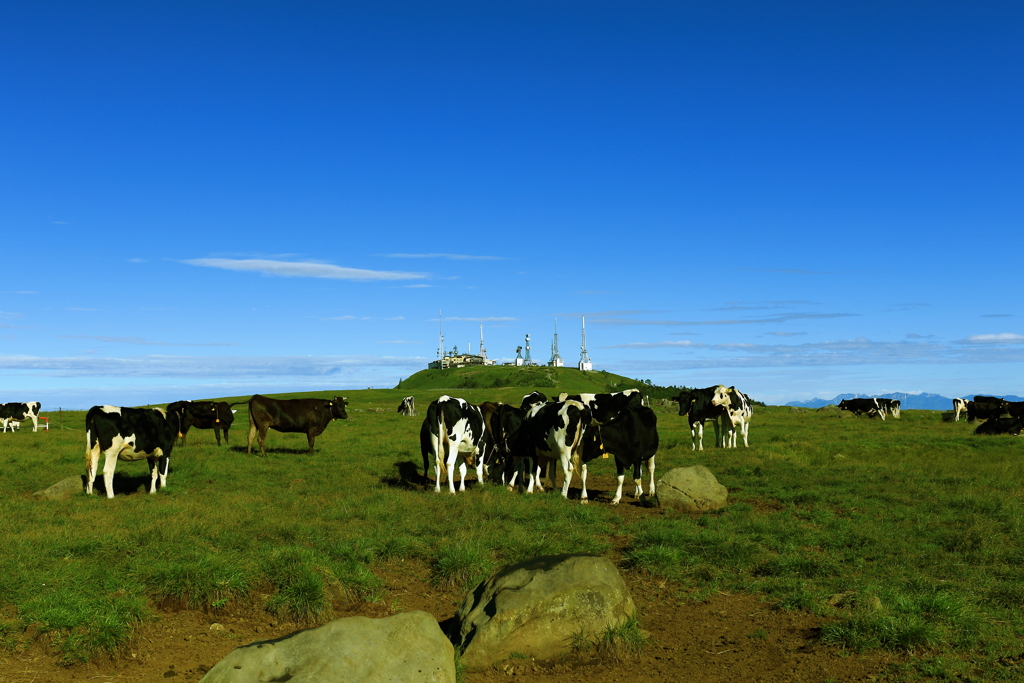 電波塔と牛