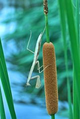 今回の主題は「姫蒲」　　雄花、雌花？どっち？