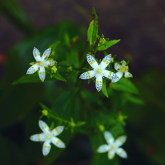 やっと会えた　　曙草