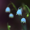 Spring　ephemeral