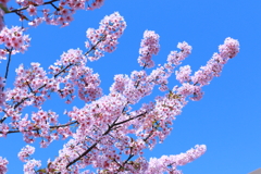 私の「平成最後の桜」は河津桜から始まった　㈣