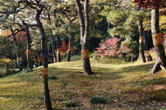 松の菰巻（こもまき）