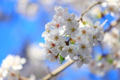 日本人が桜を好きな理由　その２