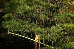 ｆｌａｒｅ（フレア～）な