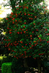 盛夏のクリスマスツリー