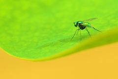 虫と云うなかれ　　いつか完璧な一枚を