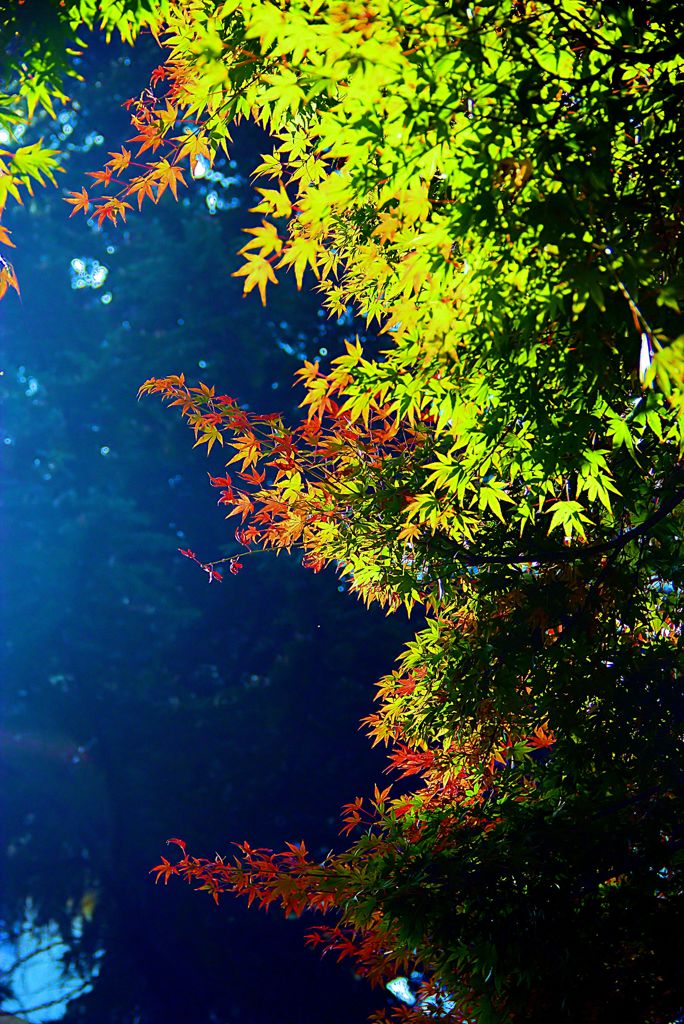 紅葉　はじめの一歩　３