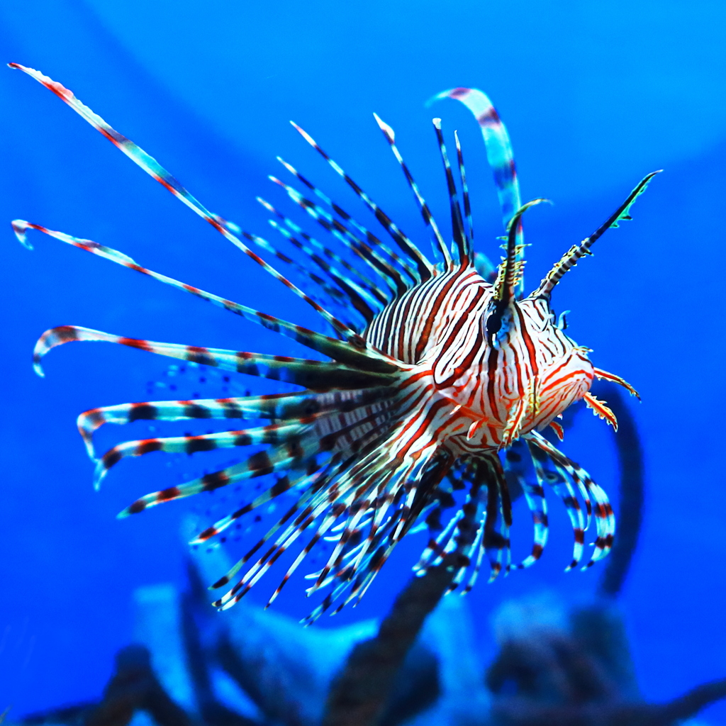沼津港深海水族館