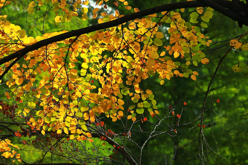 大好き～　桂（かつら）