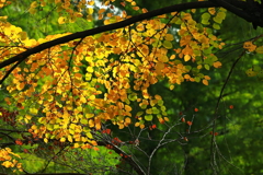 大好き～　桂（かつら）