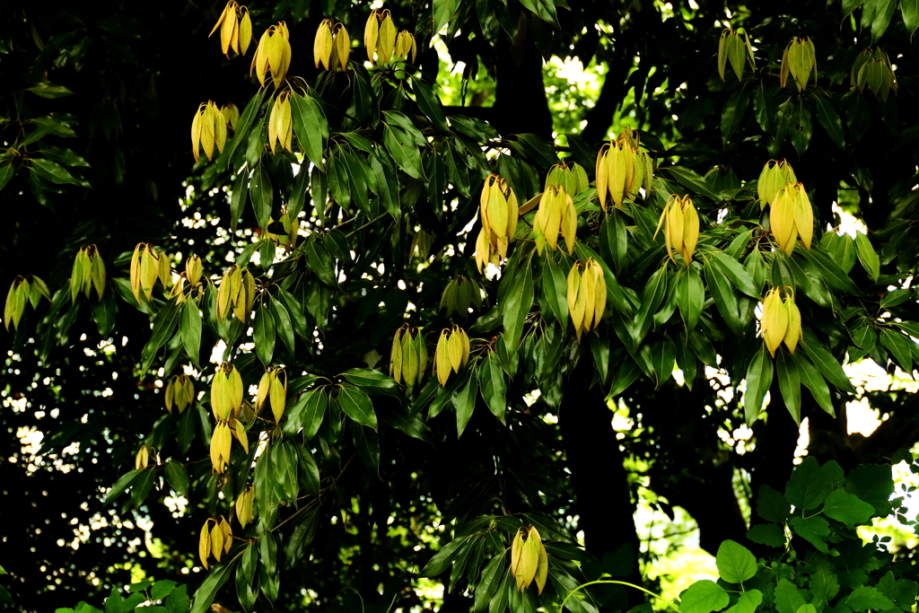 新緑の候　遠目には花かと思った