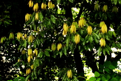 新緑の候　遠目には花かと思った