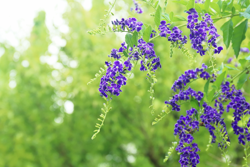 初夏の艶（あで）やか