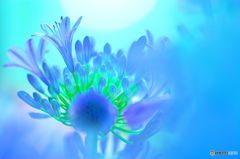 愛の花　③　光の恩恵