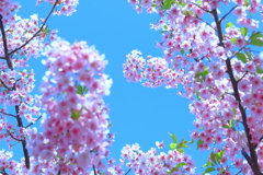 私の「平成最後の桜」は河津桜から始まった　㈡