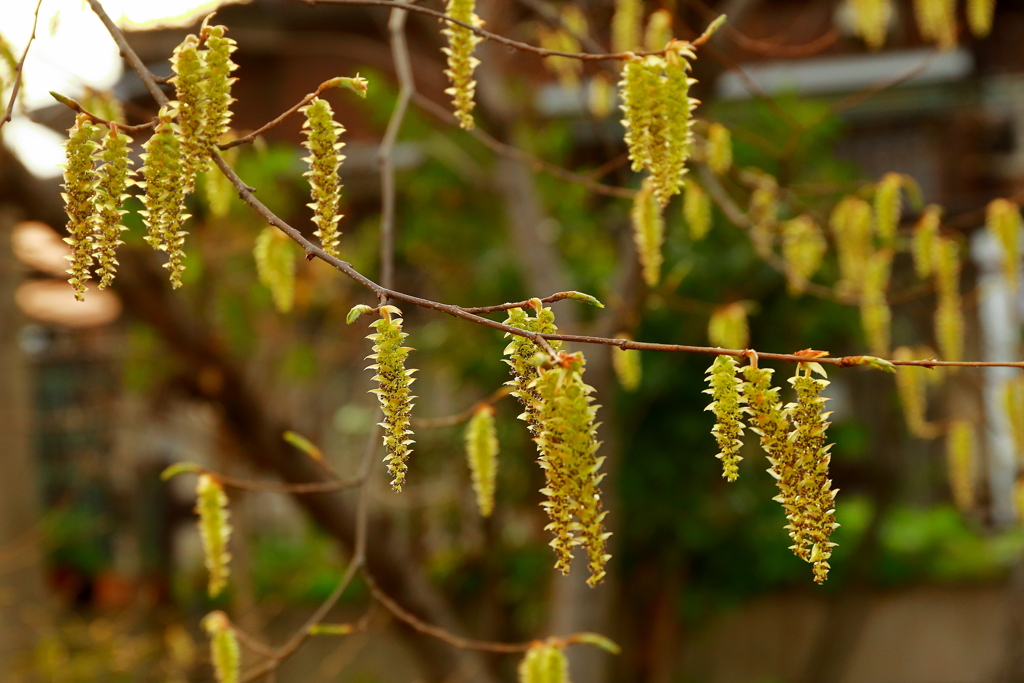 穂状花序