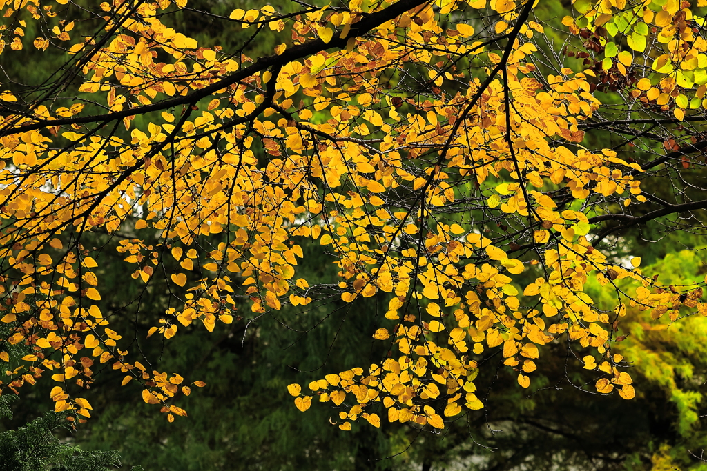 耀け°˖✧◝(⁰▿⁰)◜✧˖°ハート