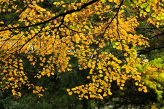 耀け°˖✧◝(⁰▿⁰)◜✧˖°ハート