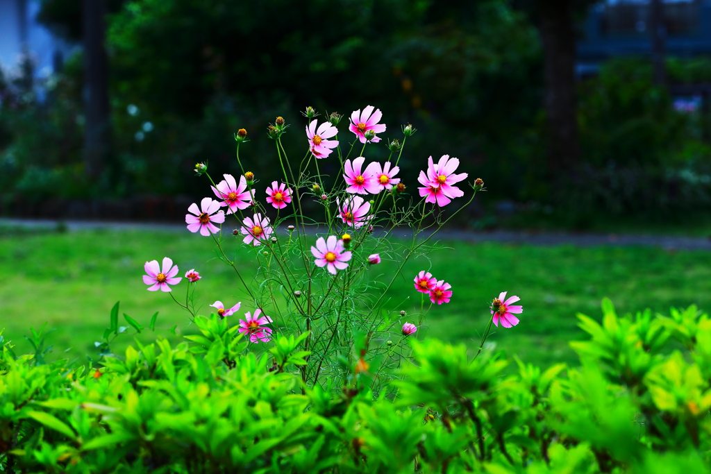 目立ちたがり　？