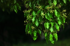 花飾りを纏って