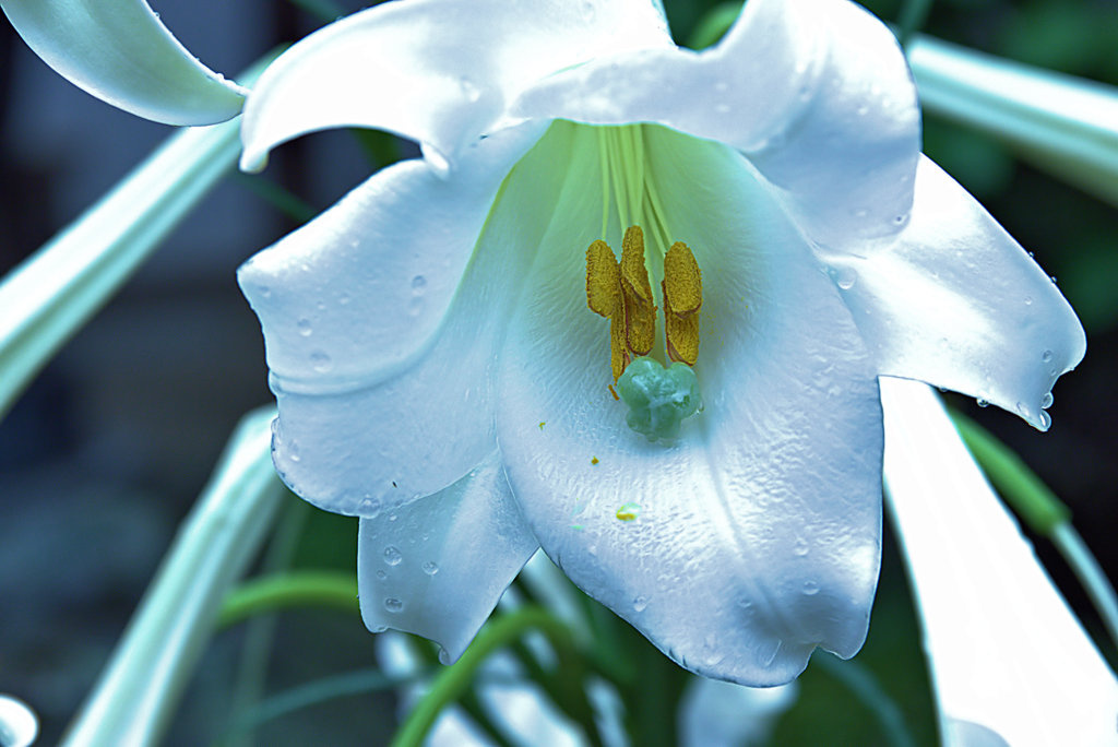 台湾生まれの美人