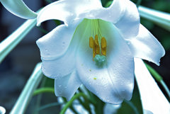 台湾生まれの美人