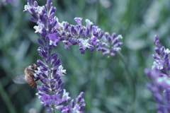 ブーン  毎秒190回