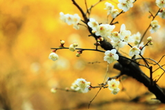 待ち遠しい　春