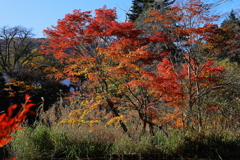 中の島　の　主役