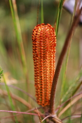 バンクシー　じゃあないよ　バンクシア　だよ