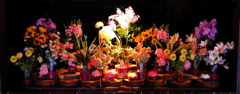 Ｗｉｎｄｏｗ　Ｆｌｏｗｅｒ　ｄｉｓｐｌａｙ