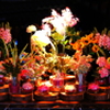 Ｗｉｎｄｏｗ　Ｆｌｏｗｅｒ　ｄｉｓｐｌａｙ