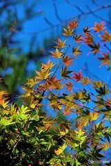 紅葉　はじめの一歩（もみじ）1