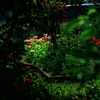秘密　の　花園