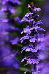 西洋人は背が高い?