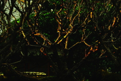 残照　西日のイルミナージュ