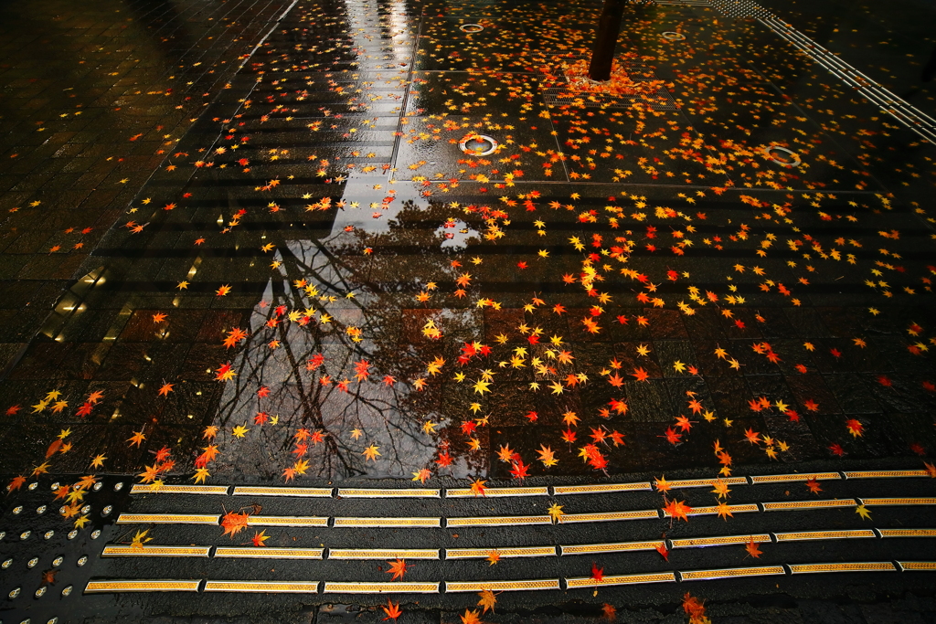 地上の星　ならぬ　「舗道の星」