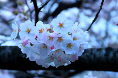 春開く