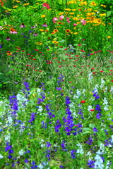秘密の花園