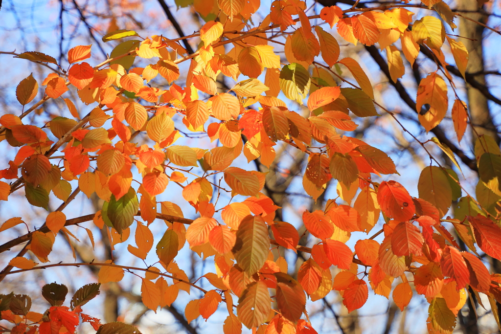 紅葉三昧　パステル調