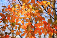 紅葉三昧　パステル調