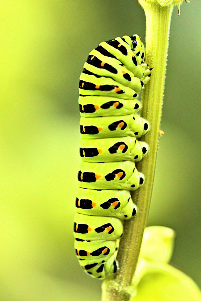 天の配剤　　　　【蝶の幼虫：閲覧注意】