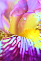 いづれ菖蒲（あやめ）か花菖蒲（はなしょうぶ）