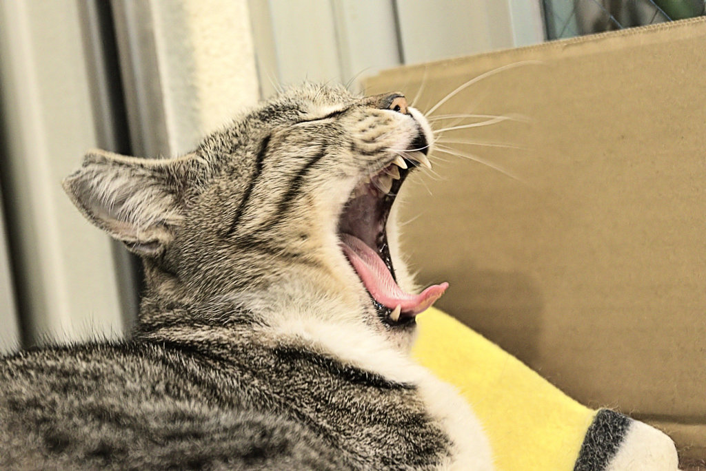 「　牙　」　不要論