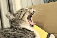 「　牙　」　不要論