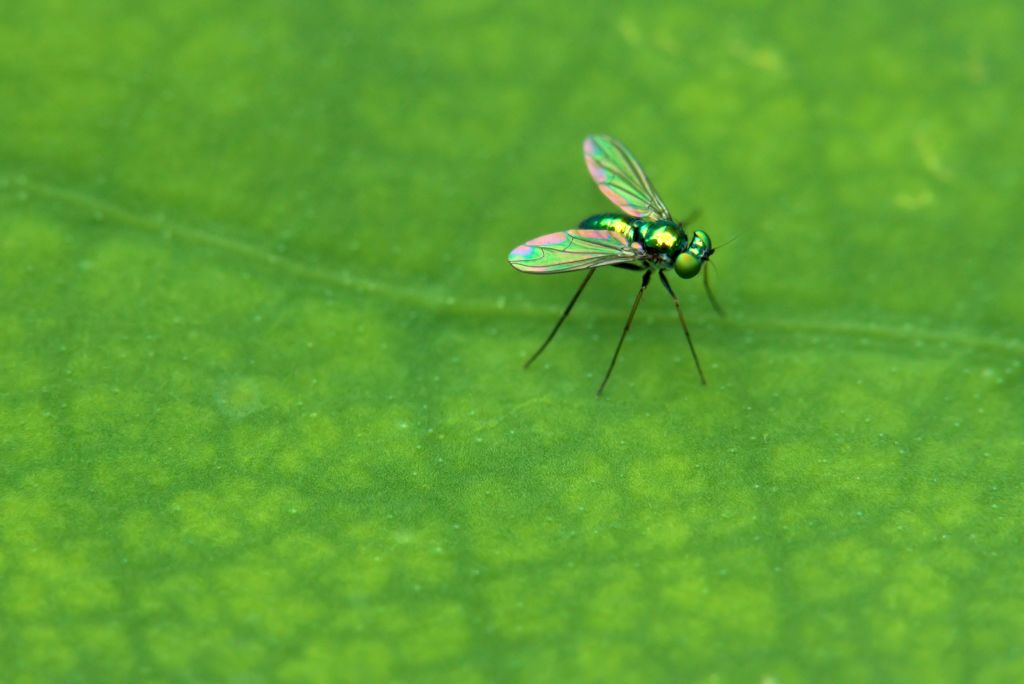 虫と云うなかれ　　魅了される輝き