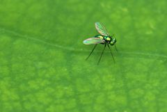 虫と云うなかれ　　魅了される輝き