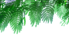 この繊細さが大好き。　　合歓の木の葉