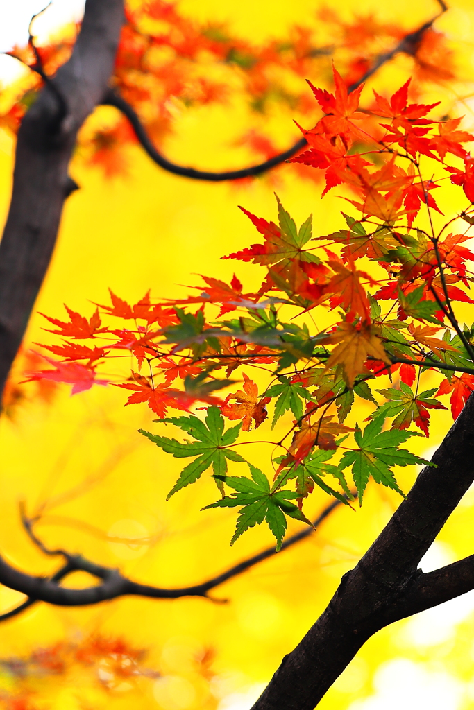 紅葉三昧　　枝で額装された１枚の繪